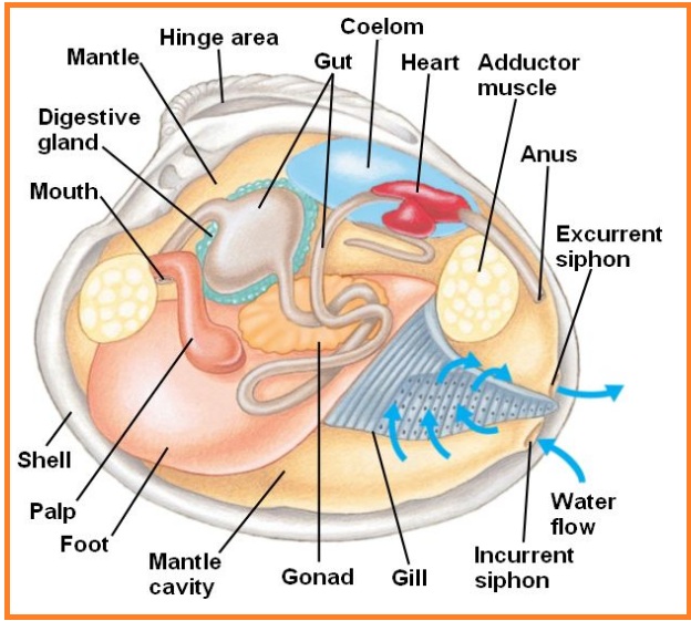 BIOLOGI GONZAGA PELECYPODA MOLLUSCA