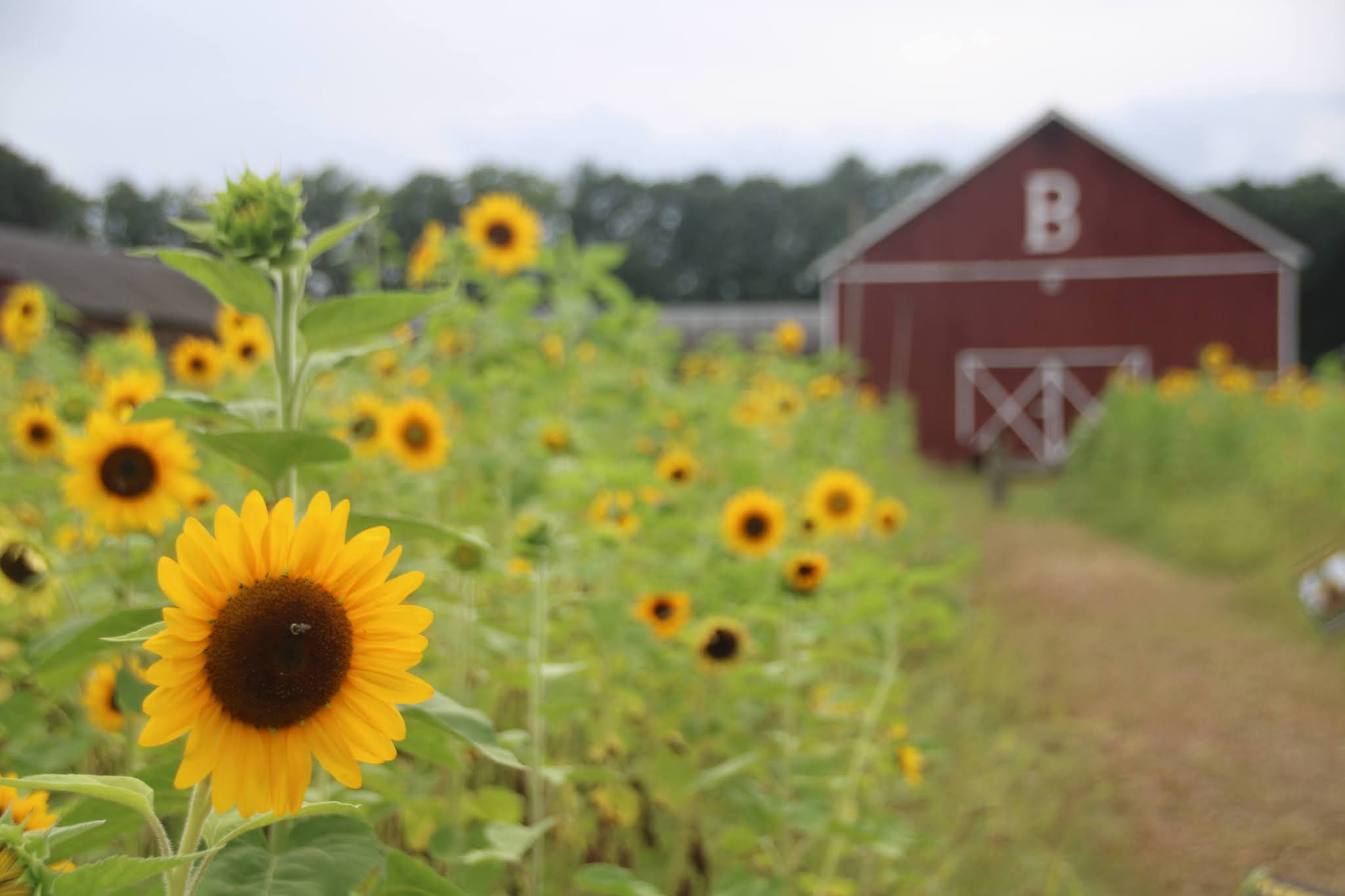 Brown's Harvest Sunflower Field, Connecticut