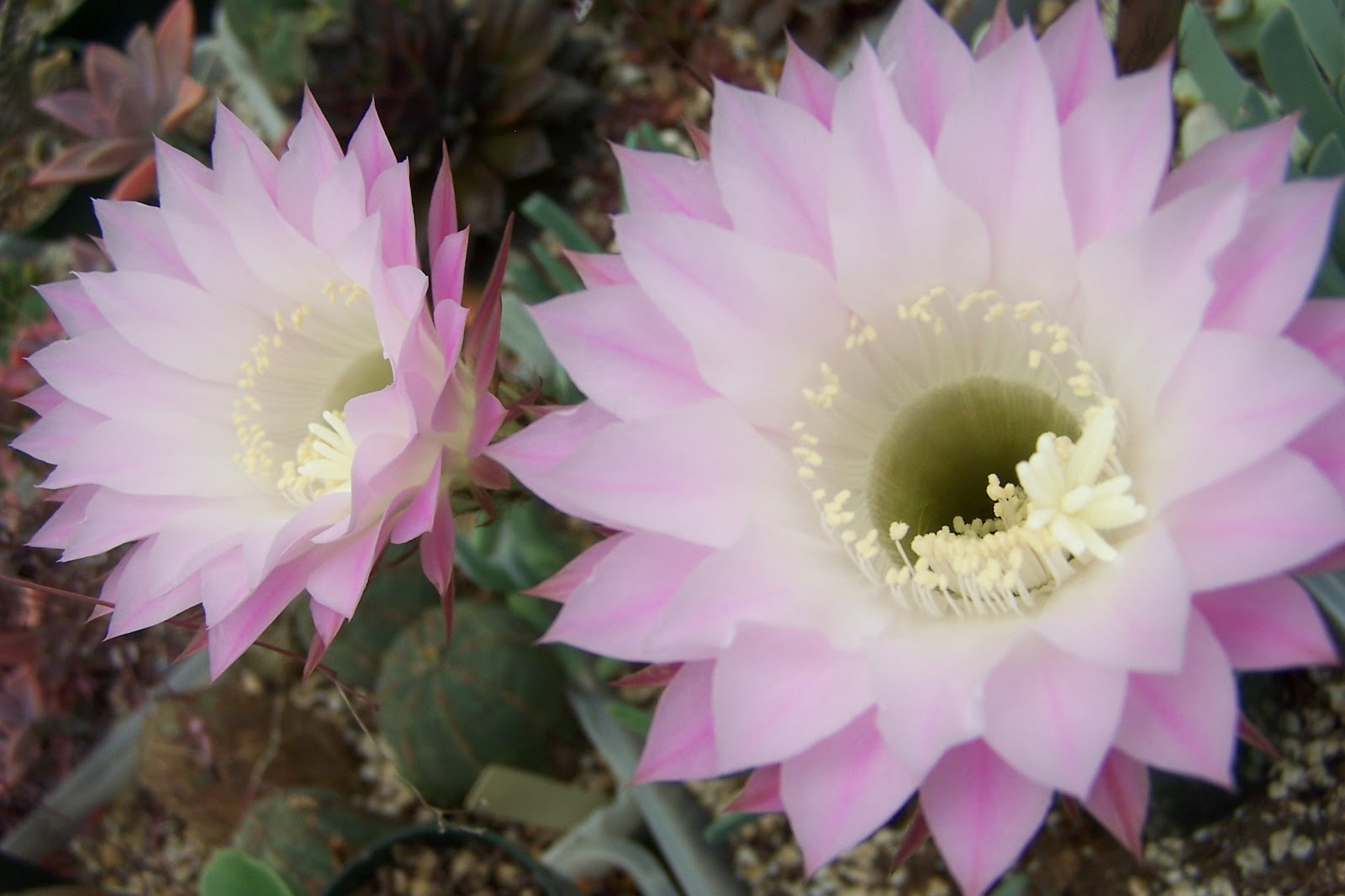 Oregon Cactus Blog: June 2012