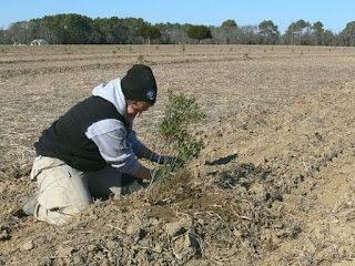 Planting a tree. public domain photo (USDA)