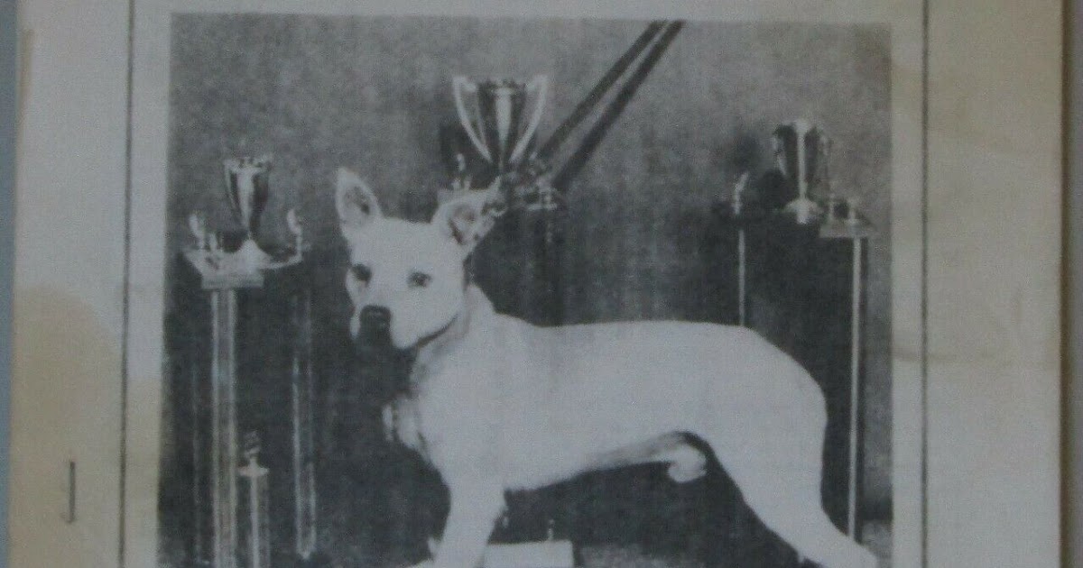 Pit Bull Magazines Sporting Dog Journal. 4 issue lot. 1987