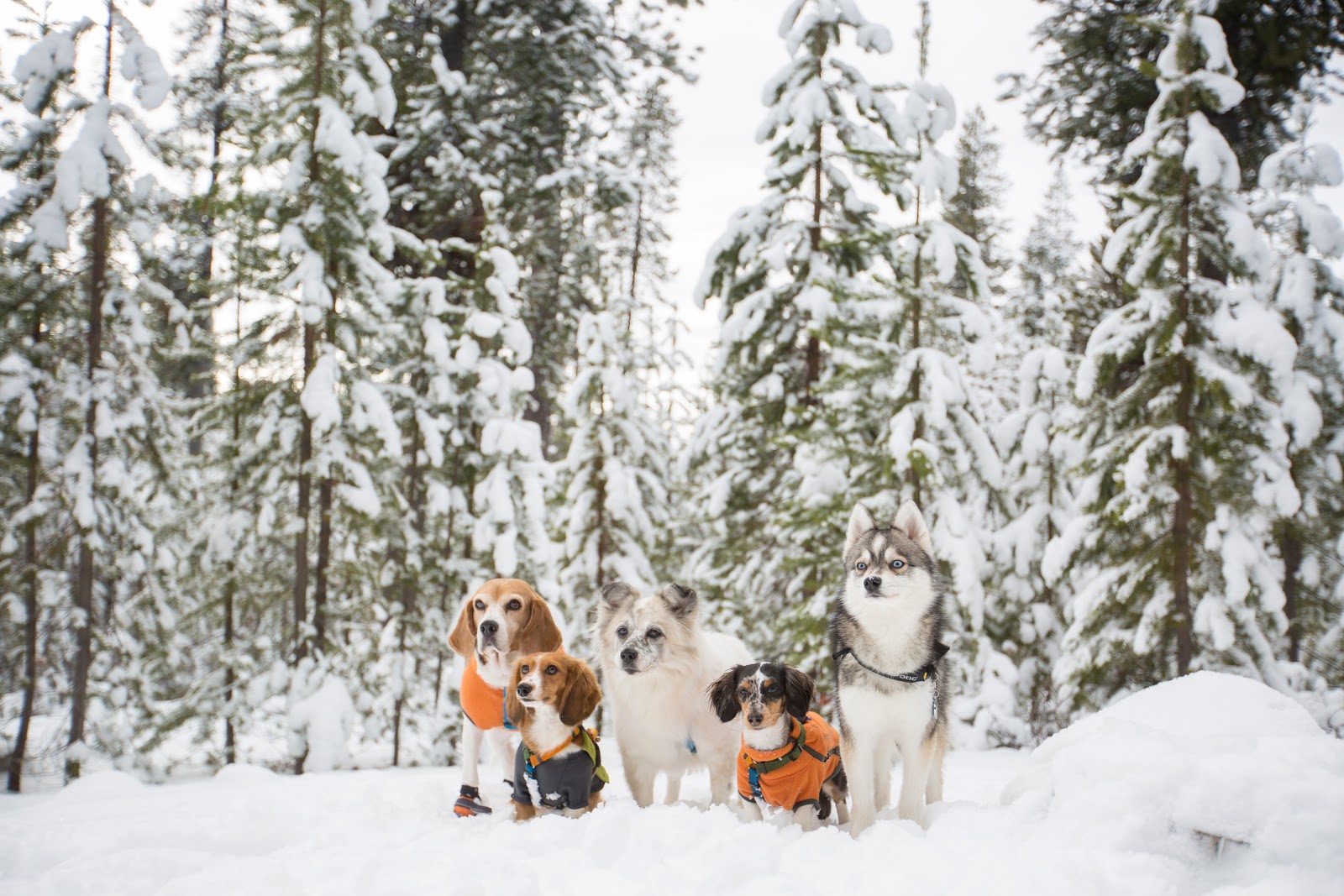 Flying Actaeas Winter Wonderland Oregon(2) 10 Miles/Edison Snow Park