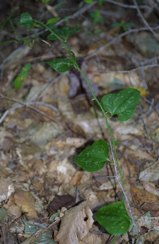 clay and limestone Wildflower Wednesday Smilax bonanox