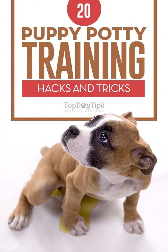How To Train Dog 20 puppy potty training hacks and tricks