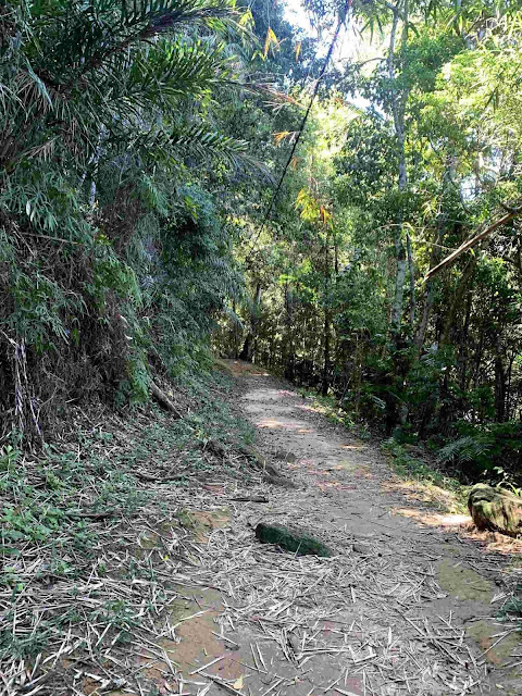 Trilha Praia do Sono em Paraty trilha demarcada em meio a mata de Paraty no rio de janeiro