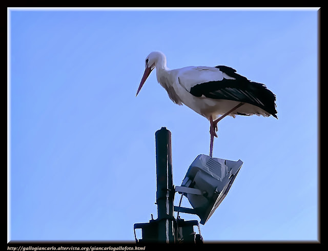 Stork - Hdr