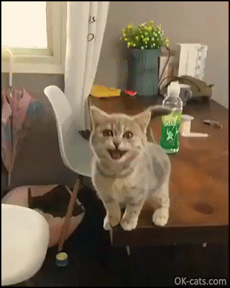 Cute Kitten GIF • Hungry kitty standing up on desk. “Pay attention to me, Mom, and feed me!” [ok-cats.com]