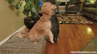 Cats Doing Funny Things Cute And Funny Cats Gifs 2