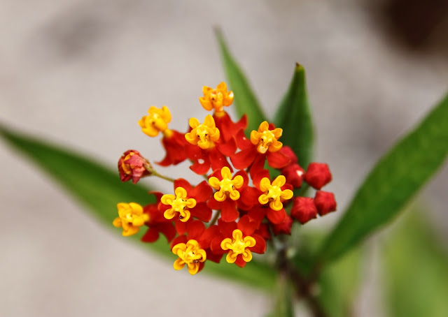 Asclepias curassavica L. Planta tóxica