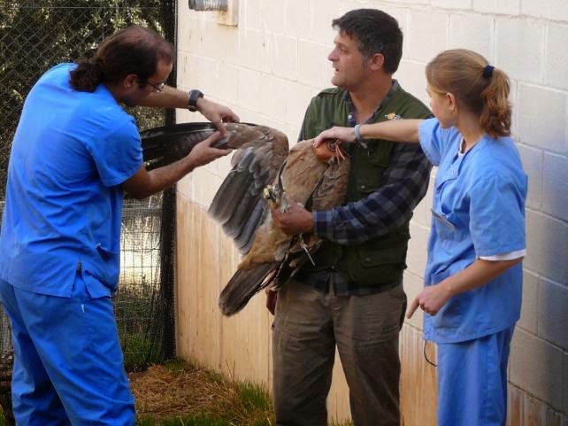 Hospital de fauna salvaje atendió en 2014 más de 3.700 animales y liberó más de 1.800