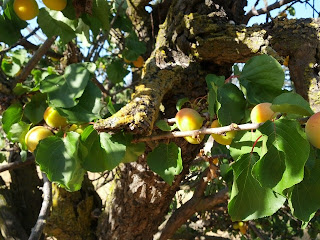 Apricots on an old tree