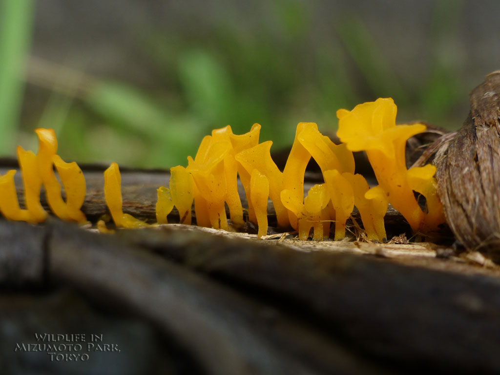ツノマタタケ Fanshaped Jelly Fungus水元公園の生き物