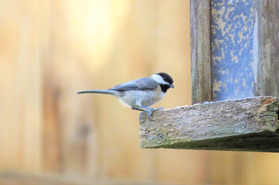 Photo of a Carolina Chickadee at a feeder