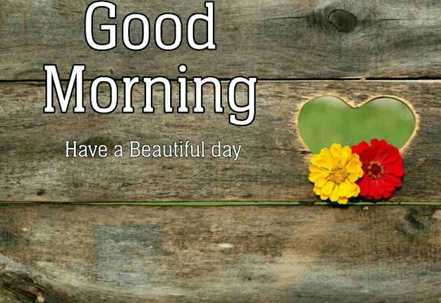 Good Morning flowers Image hd download and share with your friends and family members on facebook and whatsapp for wish very good morning