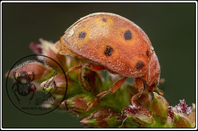 خنفساء القثاء Squash Beetle الوصف المورفولوجي ودورة الحياة والمكافحة