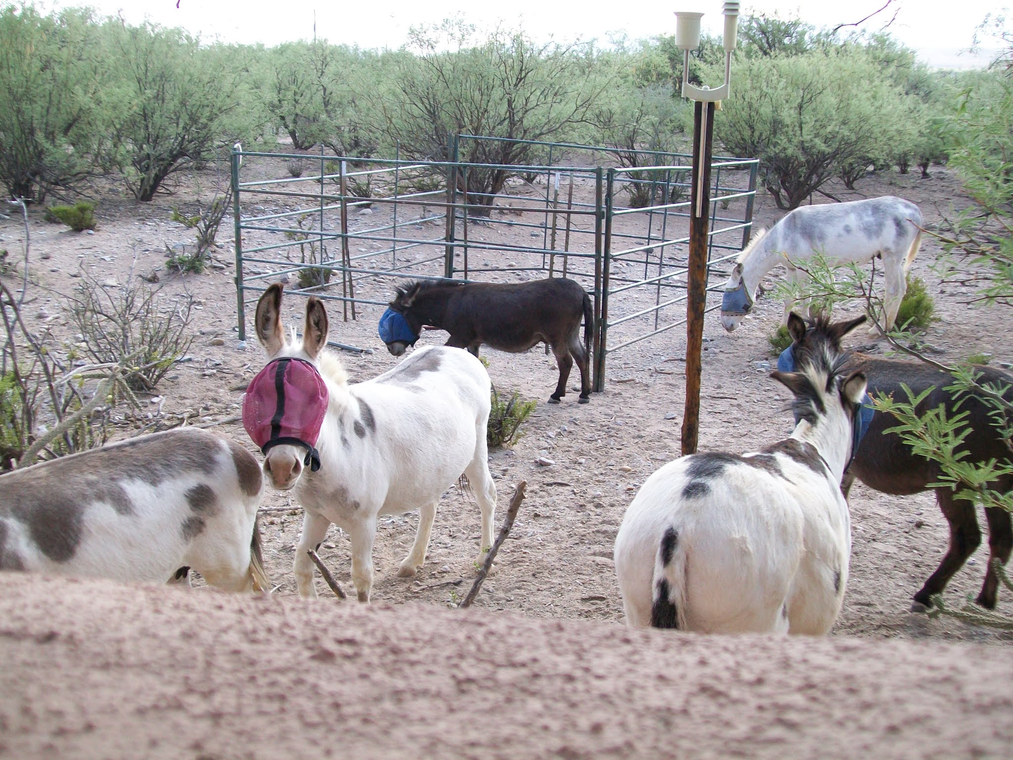 Forever Home Donkey Rescue FINALLY...............RAIN.....!!