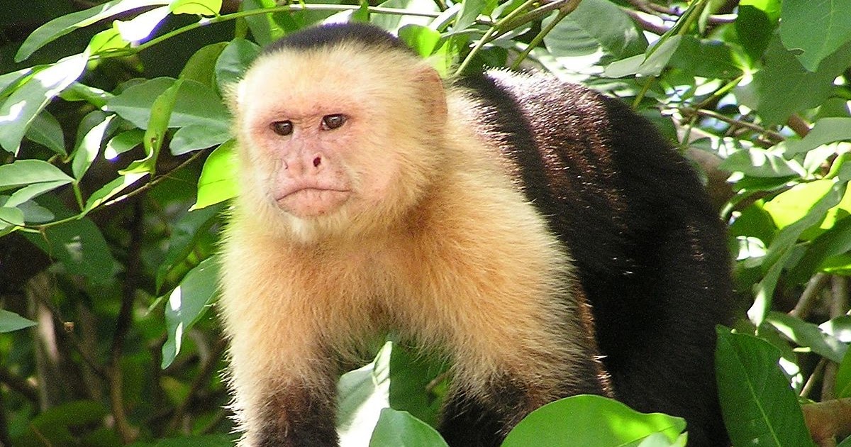 Zoo Jobs Primate Keeper