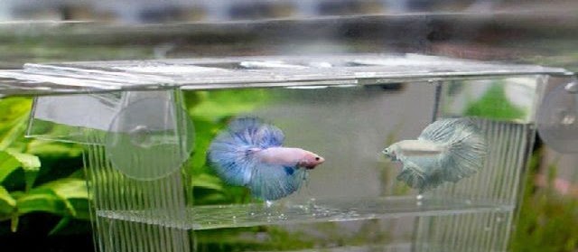 Desain dan Kontruksi Aquarium yang umum Digunakan