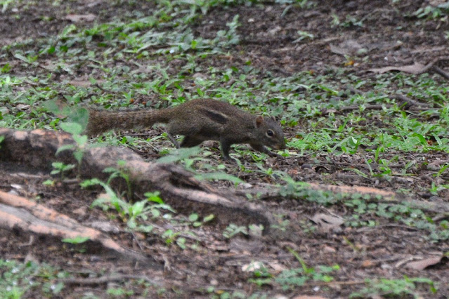 Menetes berdmorei Menetes berdmorei