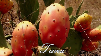 tuna-cactus