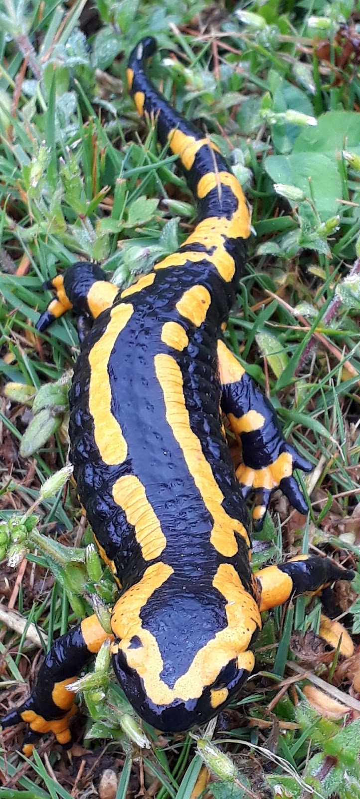 Picture of a fire salamander.