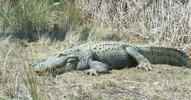20 Buaya Besar Menurut Pemikiran Nenek Moyang Arti Mimpi Terlengkap