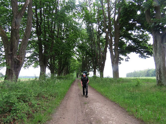 Aleja Klonów aleja