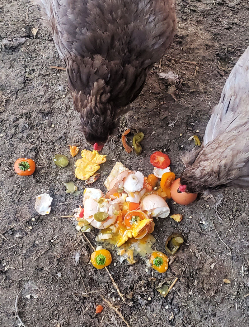 Myths About Feeding your Chickens Eggshells Fresh Eggs Daily® with