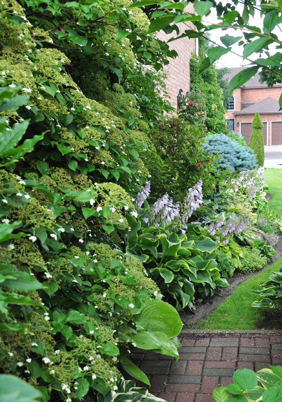 Forest Fir Trees Watercolor Clipart Tree Illustration Winter