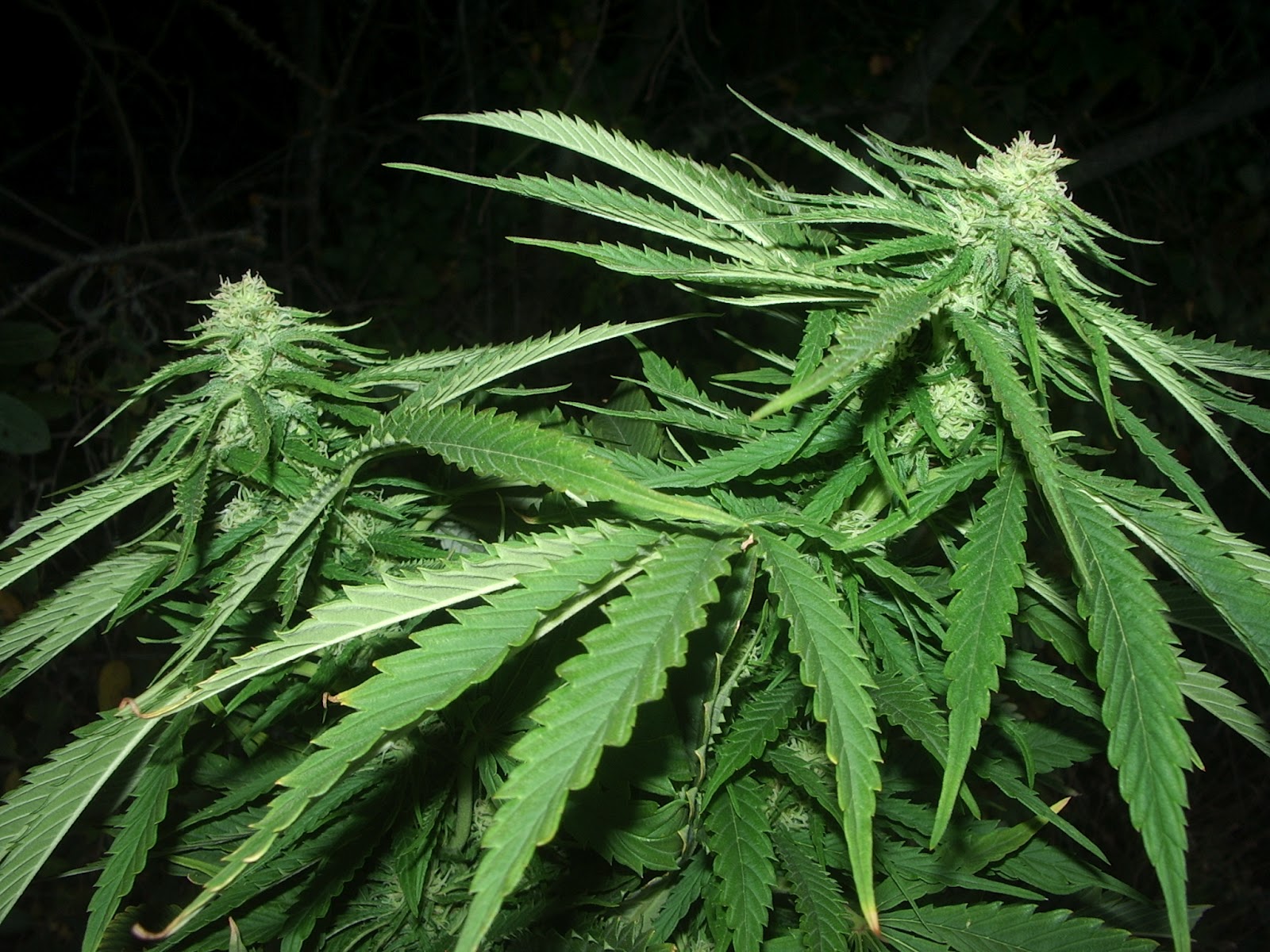 BOTÁNICA PLANTAS ALUCINÓGENAS