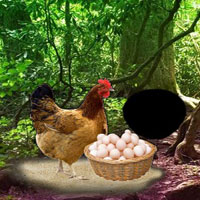 help-the-incubation-hen.jpg