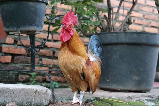 Ciri Ciri Ayam Buras Ciri Ciri Ayam Buras