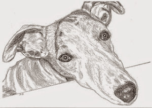 Greyhound Whippet pic