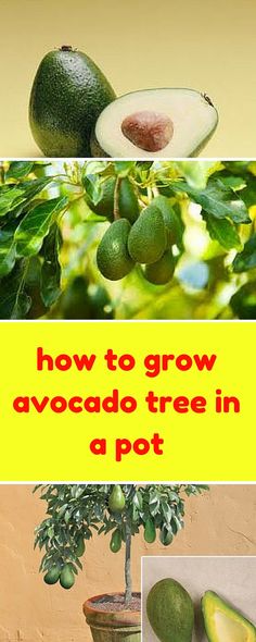 How to Grow Avocado In a Pot, Growing Avocado From Seed - Everything