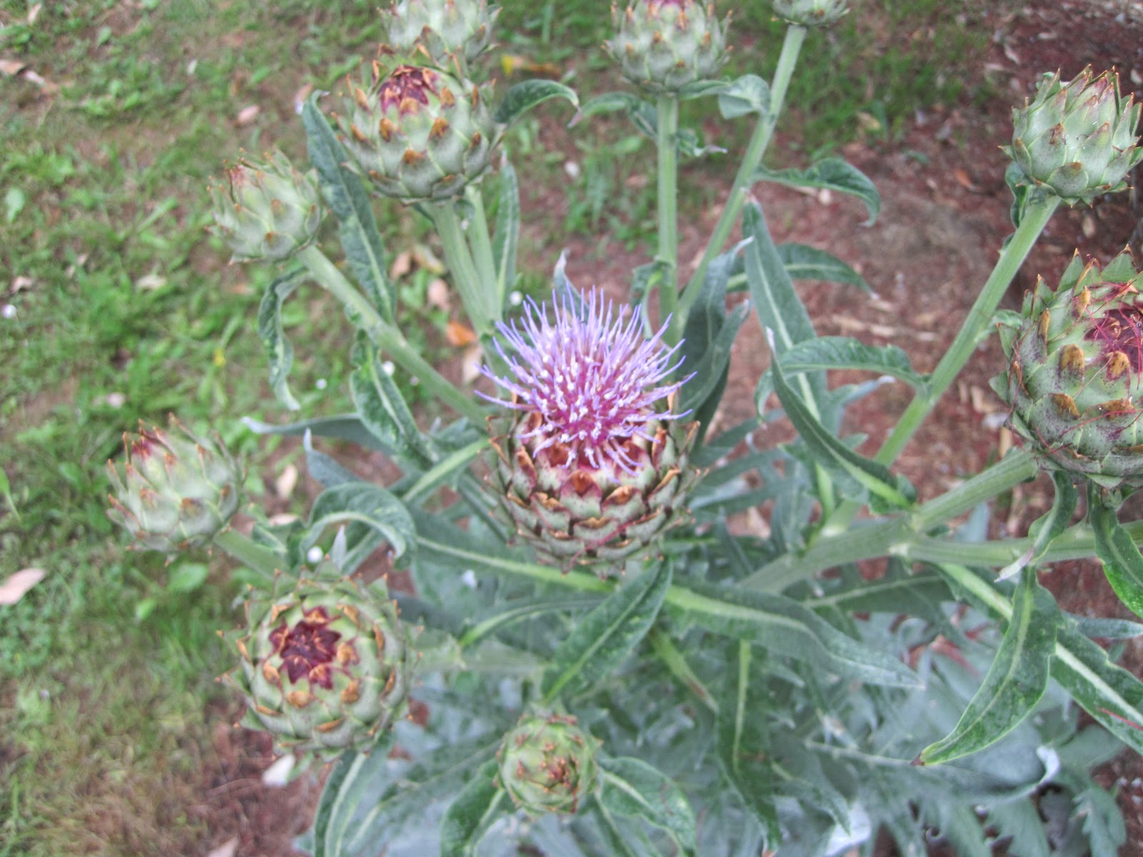 Exploring Edibles NZ Gardens