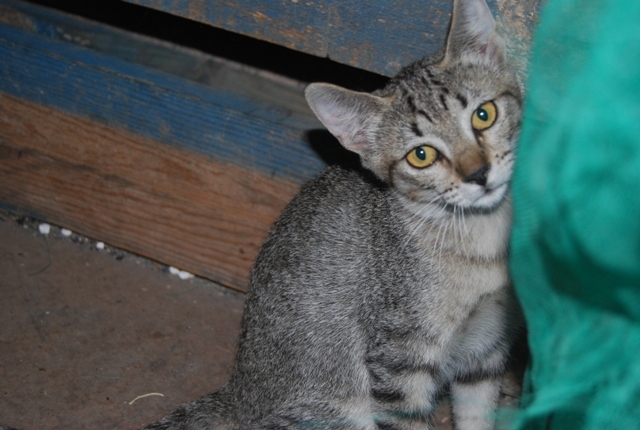 Por Que Mi Gato Maulla Ronco