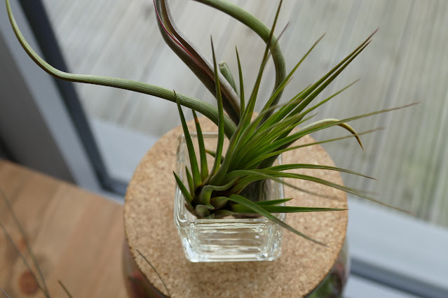 Craftmoor Review, airplants uk, air plant decor uk, air plant decoration buy, air plant decorations uk, how to decorate air plants, how to care air plants, air plant decoration