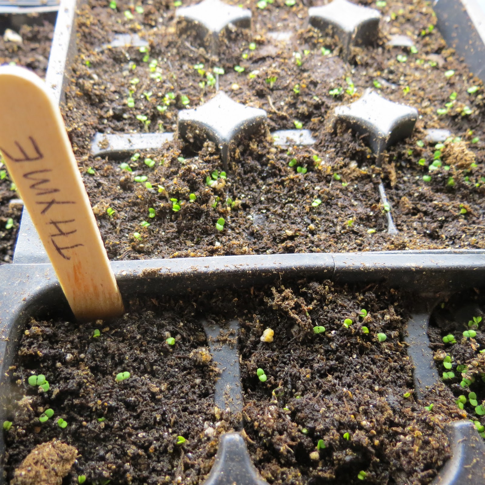 The Rusted Vegetable Garden