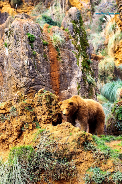 Oso en Cabarceno Rutaspain
