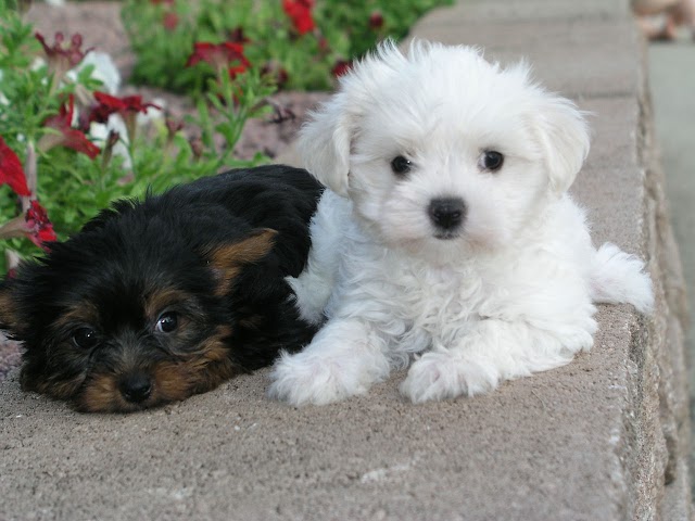 shih tzu puppies picture | High Resolution cute puppy pictures | dogs