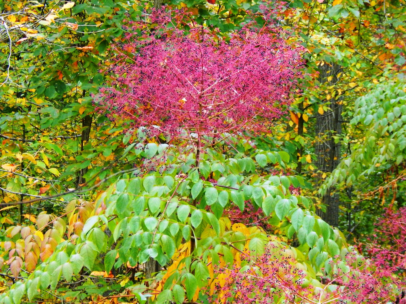 Capital Naturalist by Alonso Abugattas The Devil's Walkingstick