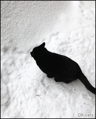 Hilarious Cat GIF • Black cat crawling under snow his tail looks like a black submarine periscope haha Hilarious Cat GIF • Black cat crawling under snow his tail looks like a black submarine periscope haha