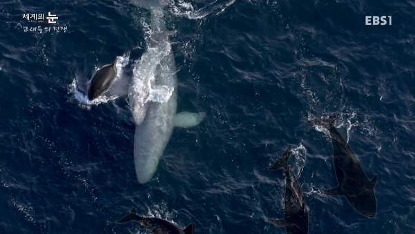 범고래 Vs혹등고래 | 인스티즈