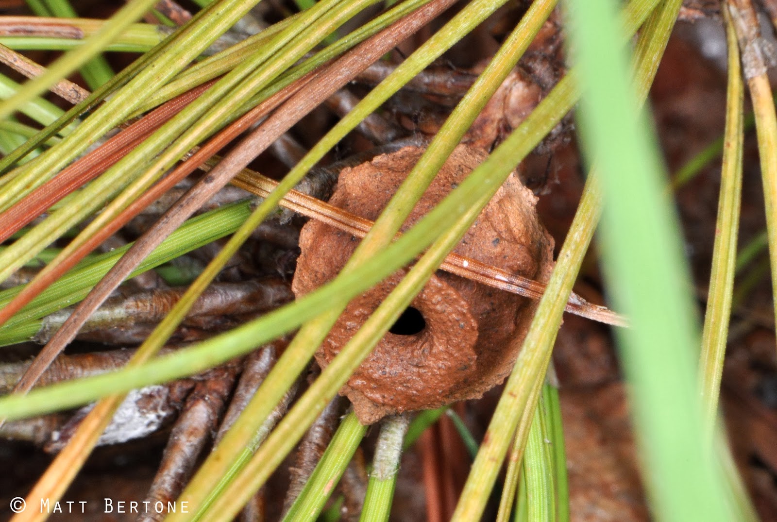 NCSU PDIC: Some Insects/Arthropods You Should Be Thankful For