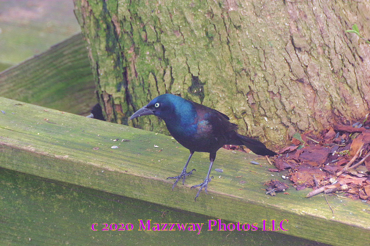 Bogota Blog NJ: Backyard Birds