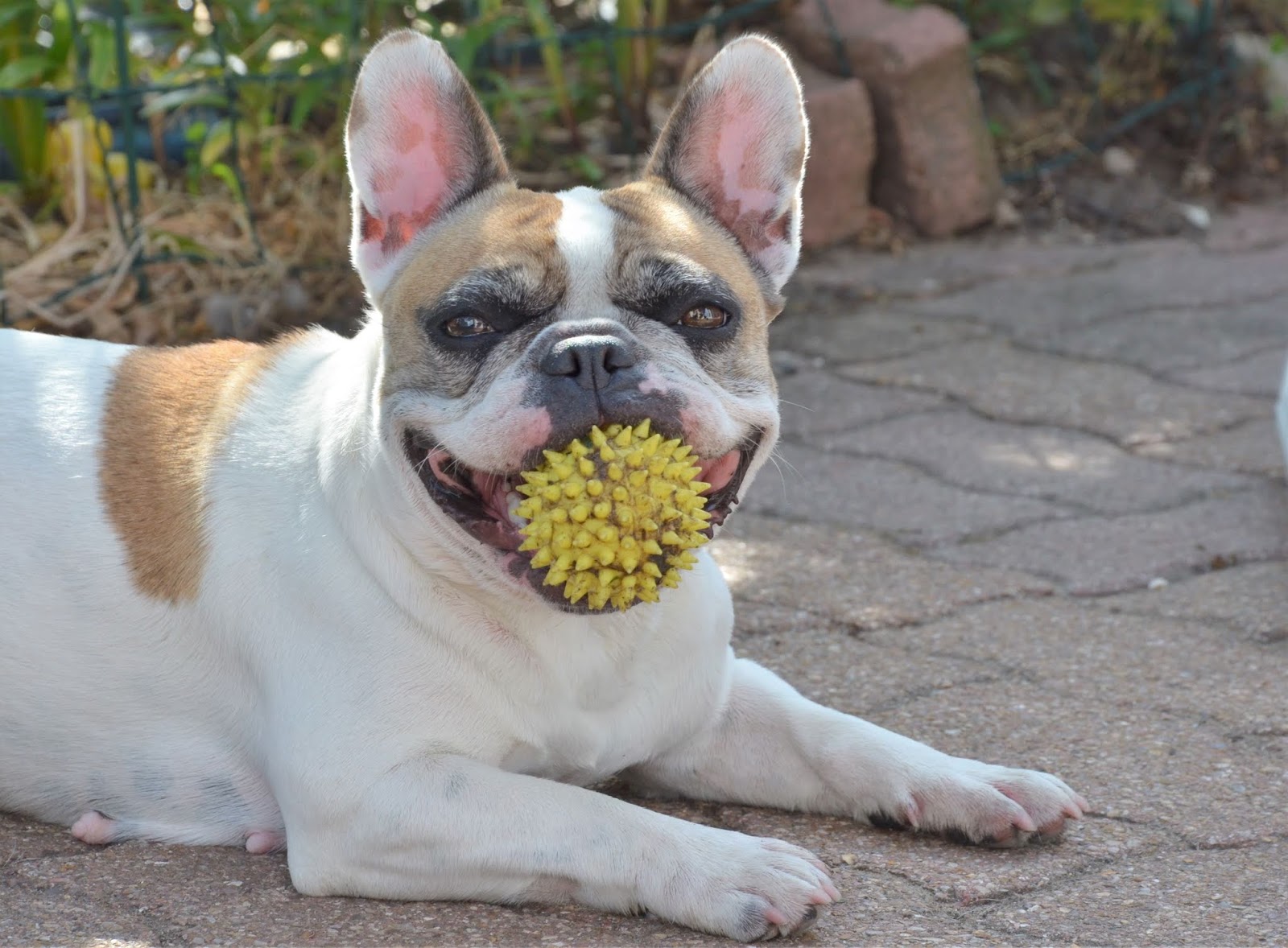 MaiLine a des bébés bouledogues francais Saison 2