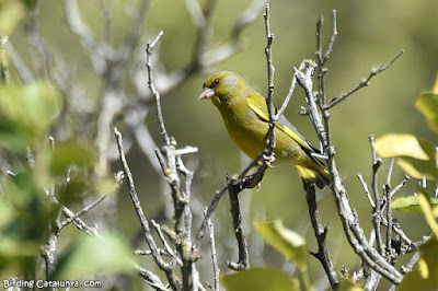 Verdum (Chloris chloris)