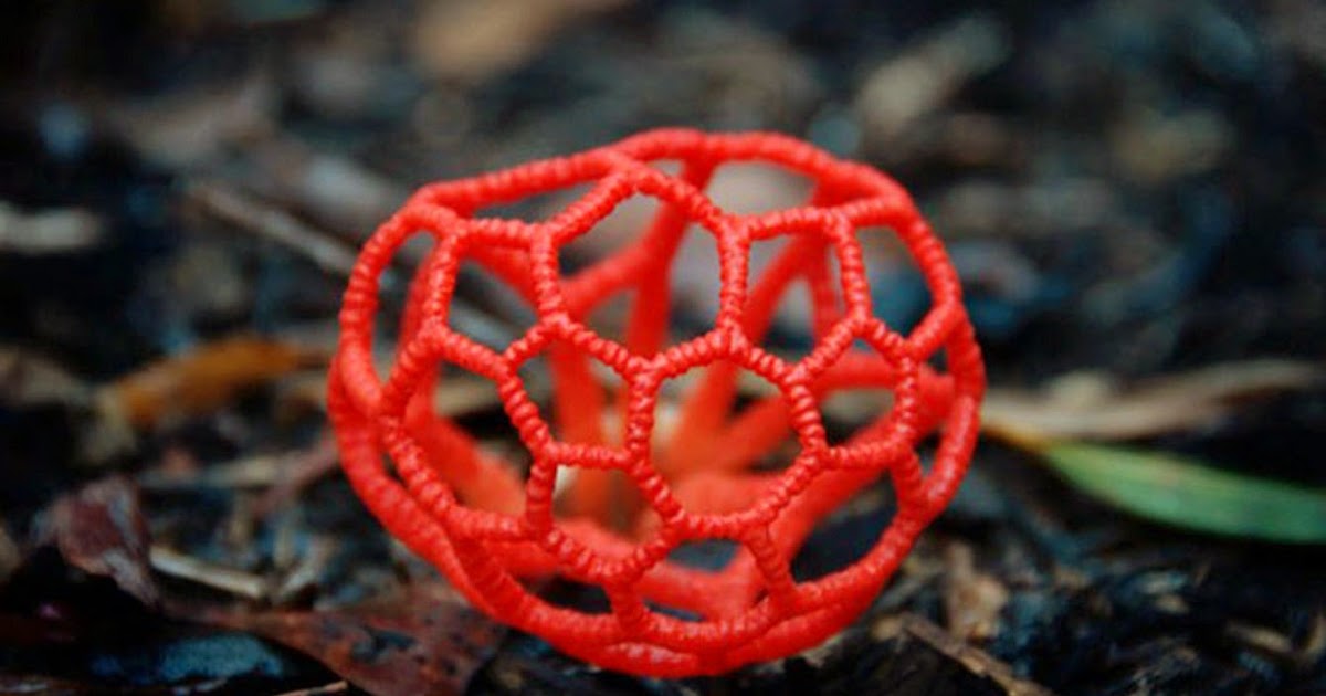 Clathrus Ruber | Earth Blog