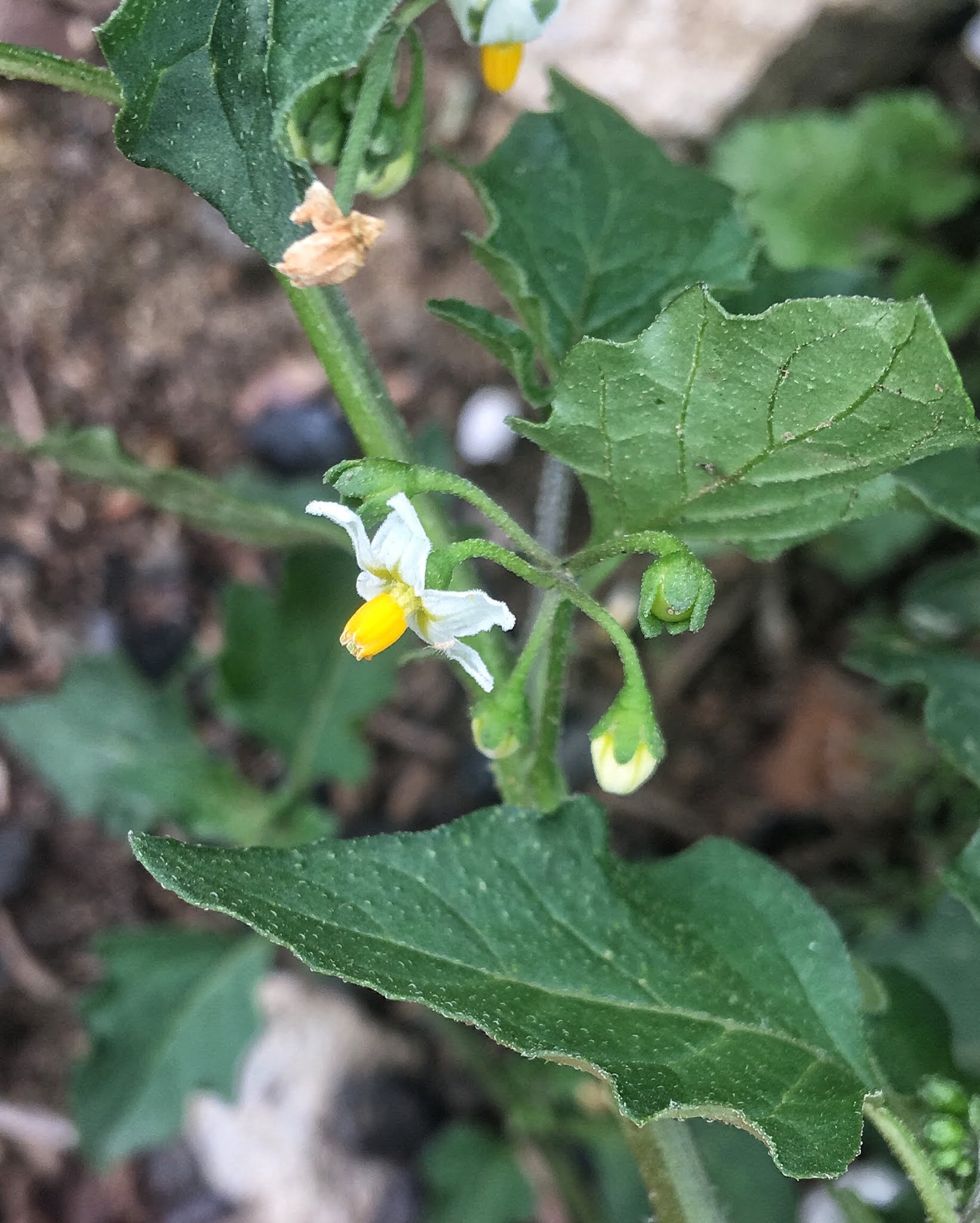 Chris Lansdell S Birding Nature Diary Dickleburgh Moor 21 August 2020