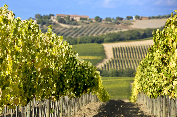 Spise og Rejse: Toscana, Firenze, mad, vin og kunst